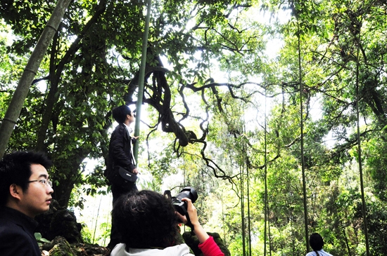 最古老的油麻藤：树龄约400年