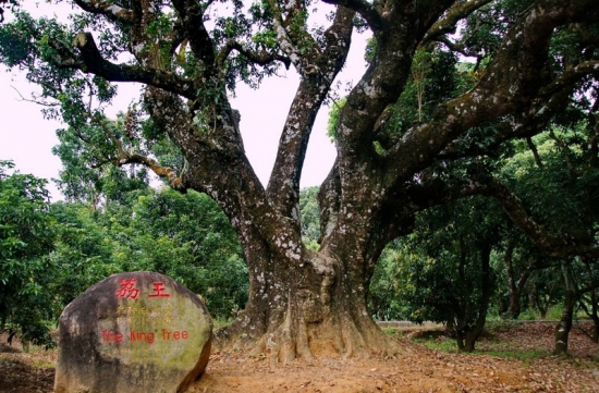 世界最老的荔枝树：荔王