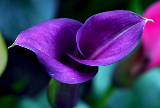 世界上最美的10种花：您知道是哪10种花吗