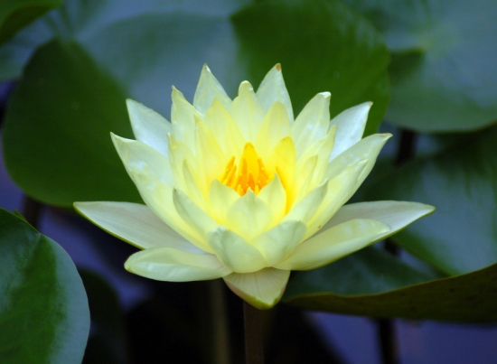 世界上最美的10种花：您知道是哪10种花吗