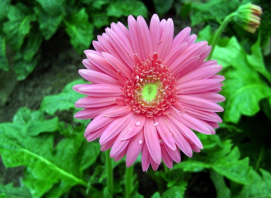 世界上最美的10种花：您知道是哪10种花吗