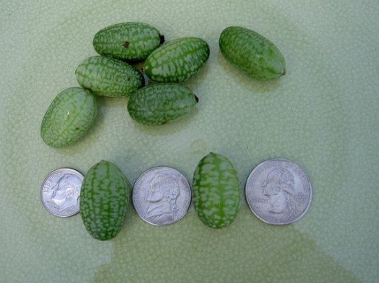 世界最小的西瓜：您见过吗?