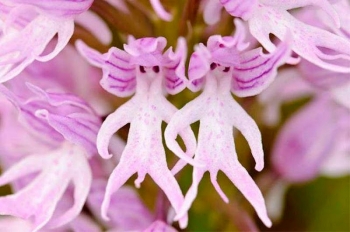 最没节操的植物：小猴红门兰,意大利红门兰