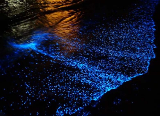 为何有些植物会发光：科学的分析