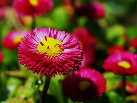 室内盆栽花卉如何选购：住所朝向环境，个人喜好