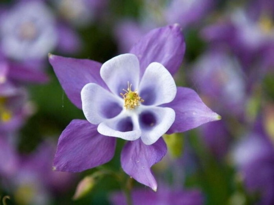 室内盆栽花卉如何选购：住所朝向环境，个人喜好