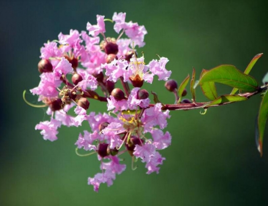 室内盆栽花卉如何选购：住所朝向环境，个人喜好