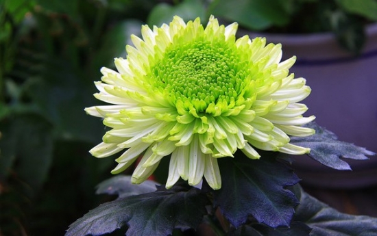 冬季如何养护和修剪菊花：留根存芽，修剪别留手