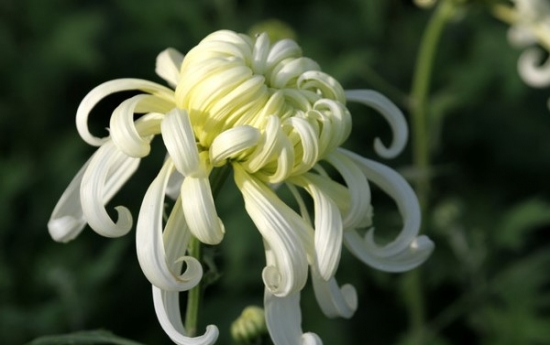 冬季如何养护和修剪菊花：留根存芽，修剪别留手