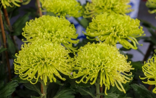 冬季如何养护和修剪菊花：留根存芽，修剪别留手