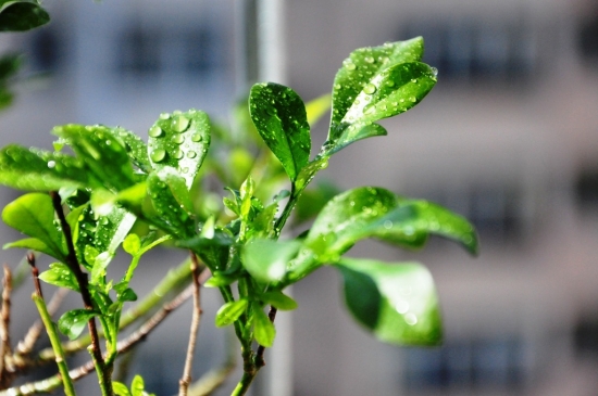 冬季植物剪枝有什么益处：防病虫害，保存养分