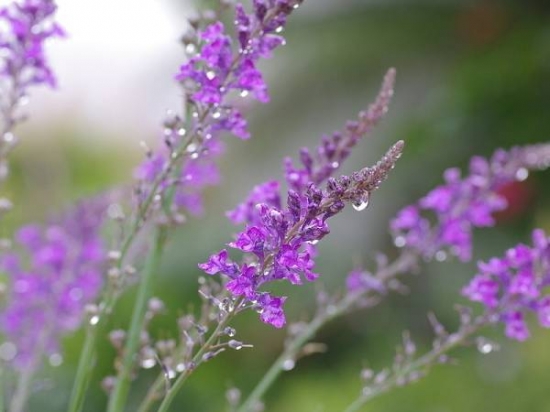 常见养花术语66例：水，培养土/介质，肥料，养护