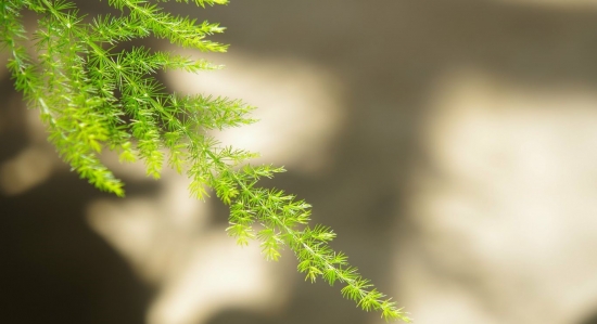 12种室内观叶植物常见病虫害预防和治疗：好养易活也有例外