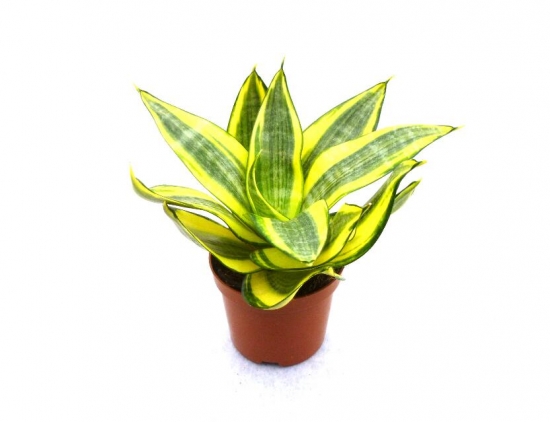 12种室内观叶植物常见病虫害预防和治疗：好养易活也有例外