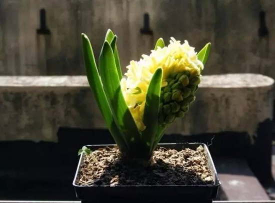 植物缺肥症状及对应的花肥沤制办法：薄肥淡施