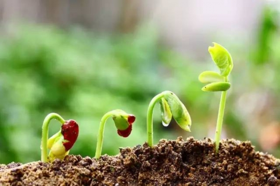 植物缺肥症状及对应的花肥沤制办法：薄肥淡施