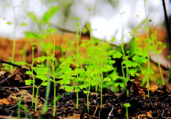 花盆土壤板结的危害及处理办法：勤松土适当施肥