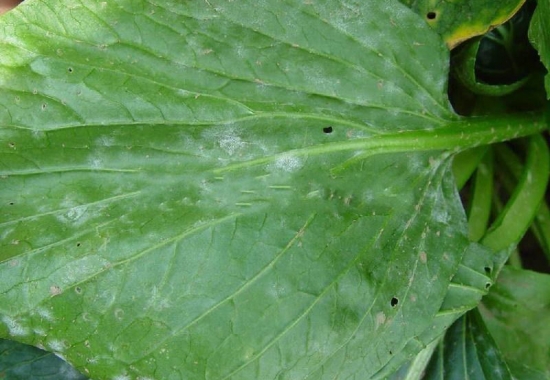 花草病虫会处理