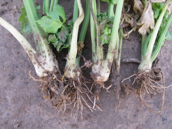 花草病虫会处理