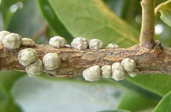 花草病虫会处理