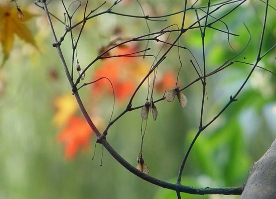 春季需及时修剪枯枝败叶 四季养花须知