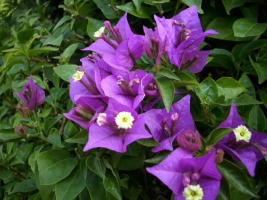 冬季盛开的花卉 四季养花须知