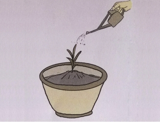 花卉生长条件：五方面,每方面都很重要