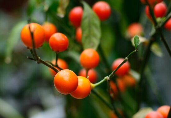 花卉的分类：常见的三大种分类