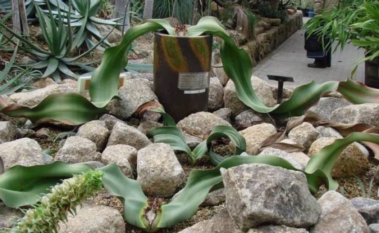 与恐龙同时代的植物活化石百岁兰：拥有植物界寿命最长的叶子