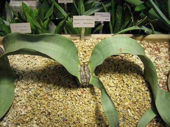 与恐龙同时代的植物活化石百岁兰：拥有植物界寿命最长的叶子