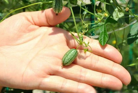 佩普基诺的资料：是一种迷你西瓜，野生果来自南美洲