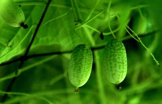 佩普基诺的资料：是一种迷你西瓜，野生果来自南美洲
