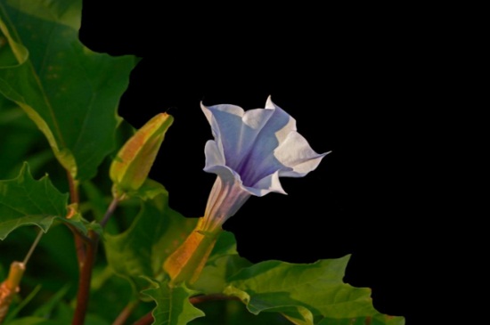 曼陀罗的风水学应用,可去除邪气带来福运