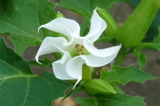 曼陀罗的风水学应用,可去除邪气带来福运