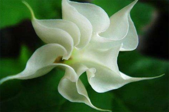 曼陀罗的风水学应用,可去除邪气带来福运