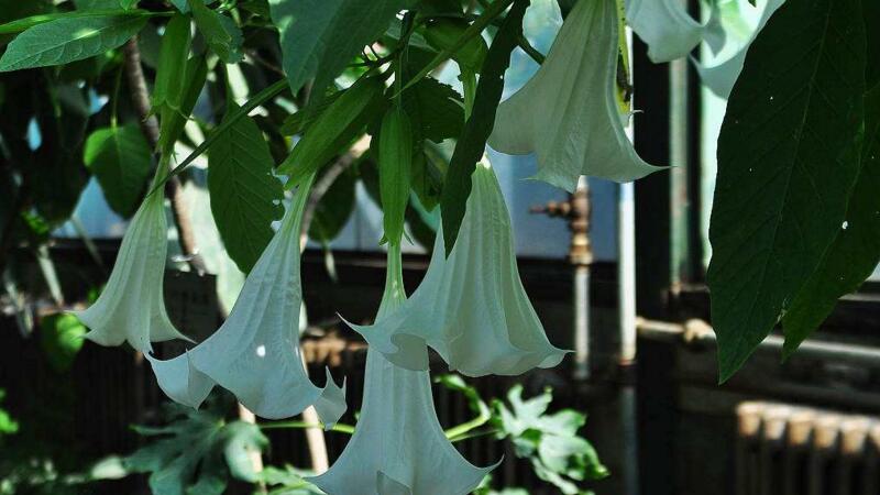 曼陀罗如何实行繁殖