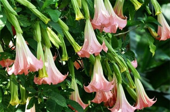 曼陀罗如何实行繁殖