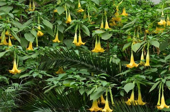 曼陀罗如何实行繁殖