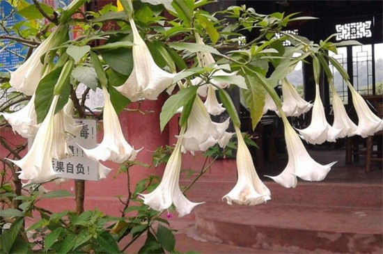 曼陀罗多少钱一斤，大约为80～90元一斤