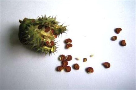 曼陀罗多少钱一斤，大约为80～90元一斤