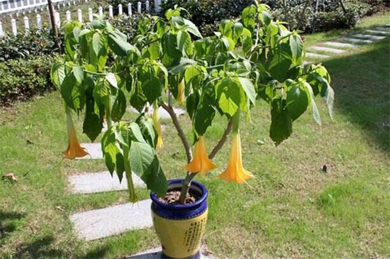 曼陀罗多少钱一斤，大约为80～90元一斤