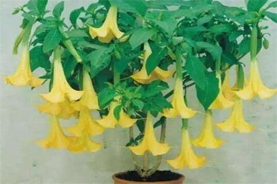 曼陀罗多少钱一斤，大约为80～90元一斤