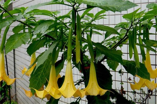 曼陀罗多少钱一斤，大约为80～90元一斤