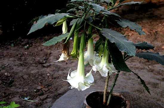 曼陀罗盆栽办法：曼陀罗喜温暖向阳环境，土壤以肥沃、排水良好的沙质土为佳