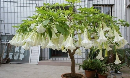 曼陀罗是什么：曼陀罗又叫洋金花、大喇叭花、山茄子，夕颜，全株有毒。