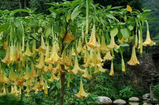 曼陀罗是什么：曼陀罗又叫洋金花、大喇叭花、山茄子，夕颜，全株有毒。