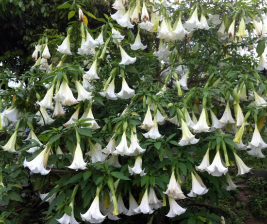 曼陀罗是什么：曼陀罗又叫洋金花、大喇叭花、山茄子，夕颜，全株有毒。