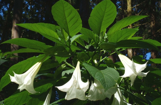 曼陀罗是什么：曼陀罗又叫洋金花、大喇叭花、山茄子，夕颜，全株有毒。