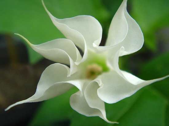 曼陀罗的养殖办法：喜温暖湿润、向阳环境，怕涝