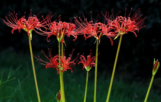曼陀罗的养殖办法：喜温暖湿润、向阳环境，怕涝